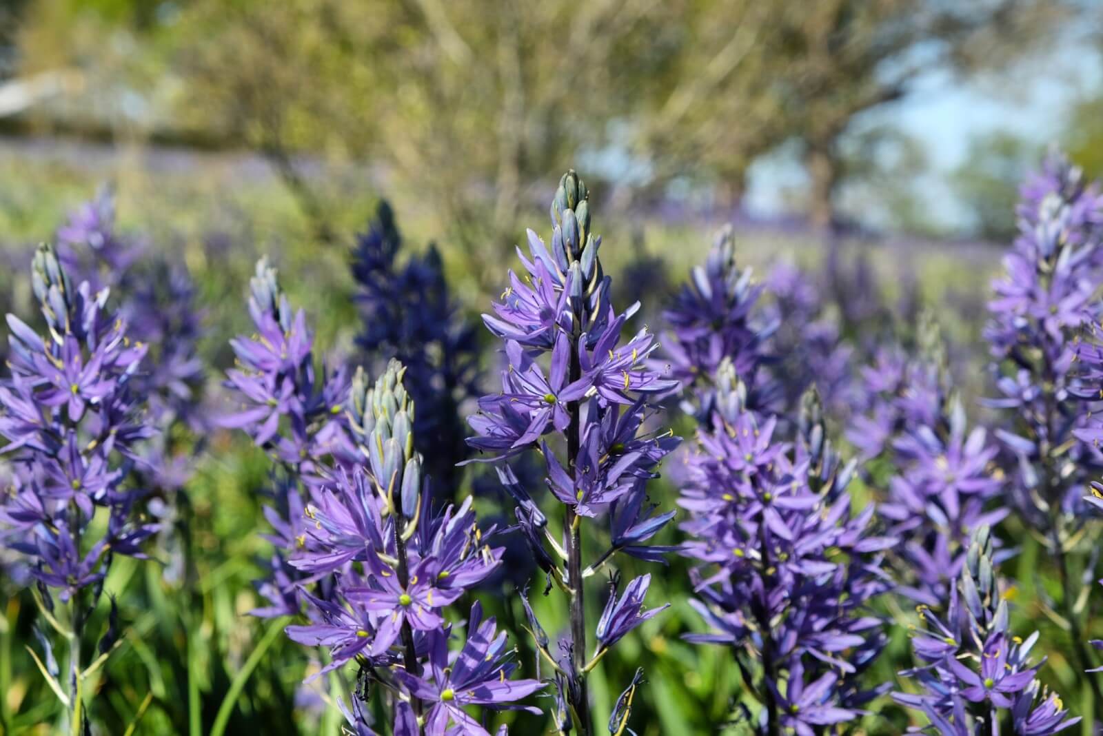 Camas Flower Meaning, Types, Uses, and Growing Tips - ZiołaNaZdrowo.pl